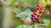 Video of ripe red and green coffee cherries on a branch 
